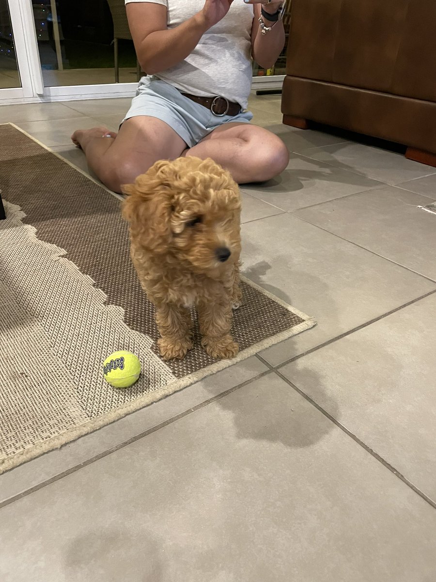 ThatAngMoh's tweet image. Hello, I have a dog now