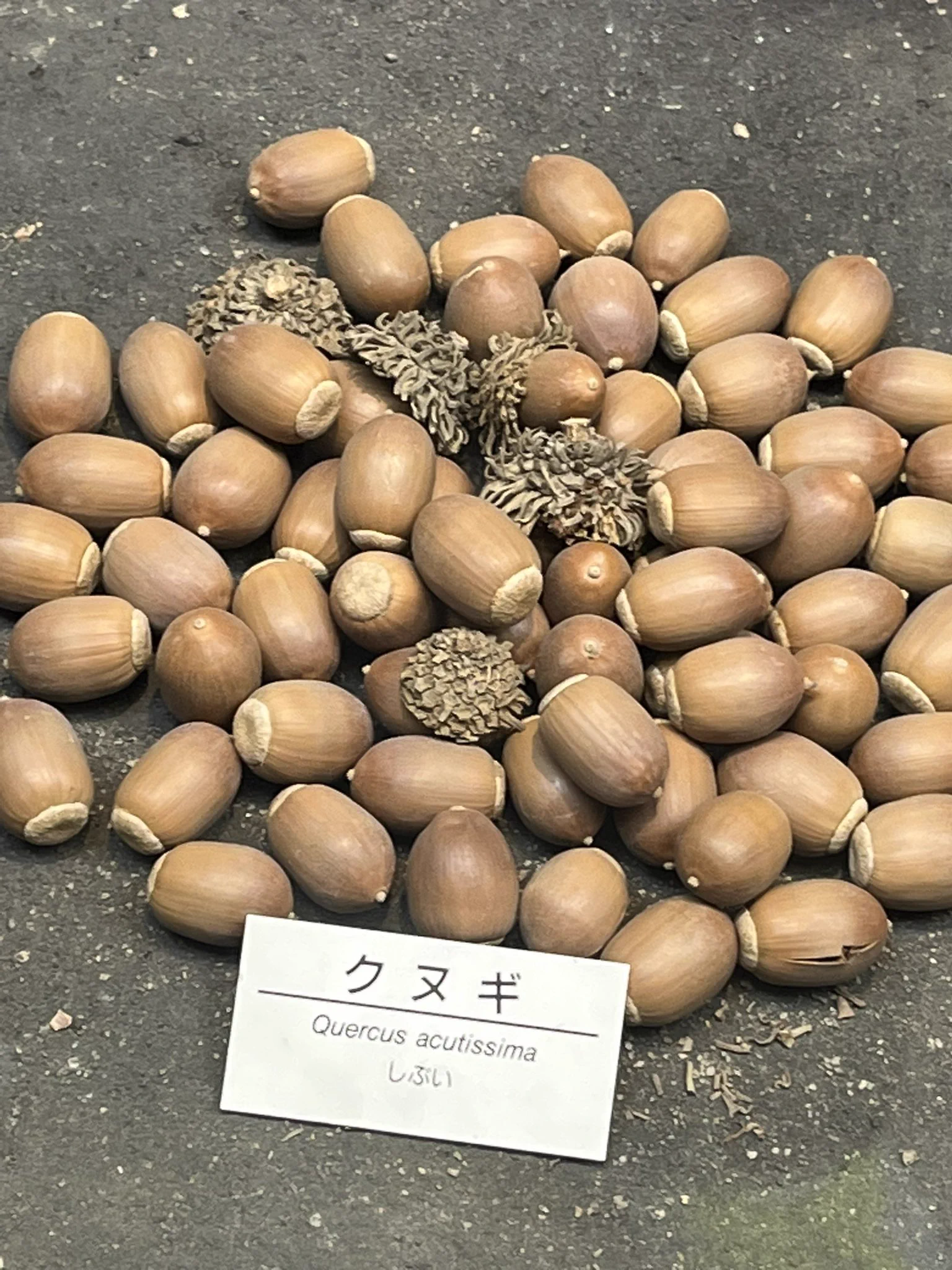 全ては味で判断！？大阪自然史博物館の評価が面白い。