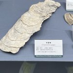 全ては味で判断!？大阪自然史博物館の評価が面白い。