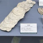 全ては味で判断!？大阪自然史博物館の評価が面白い。