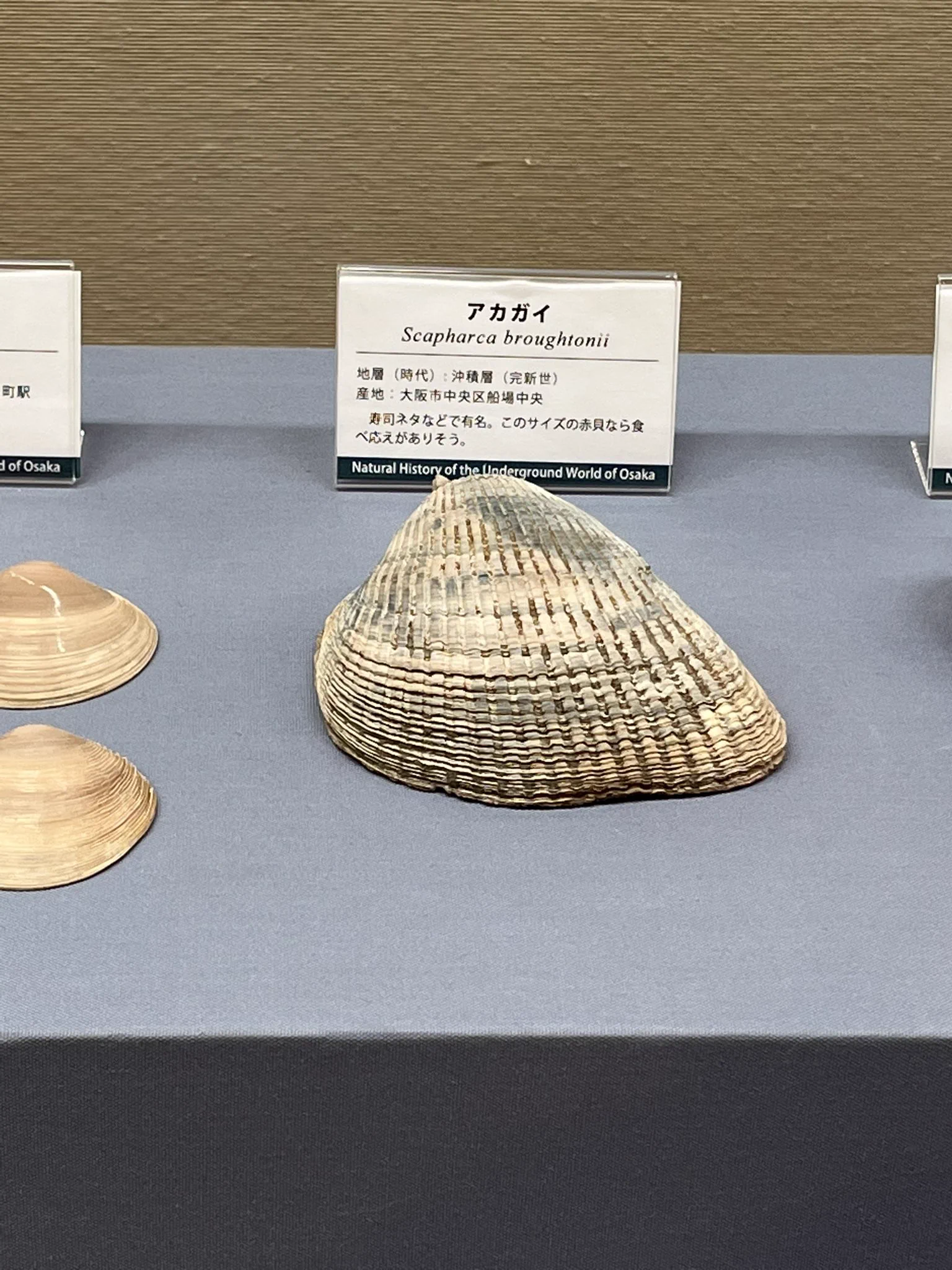 全ては味で判断！？大阪自然史博物館の評価が面白い。
