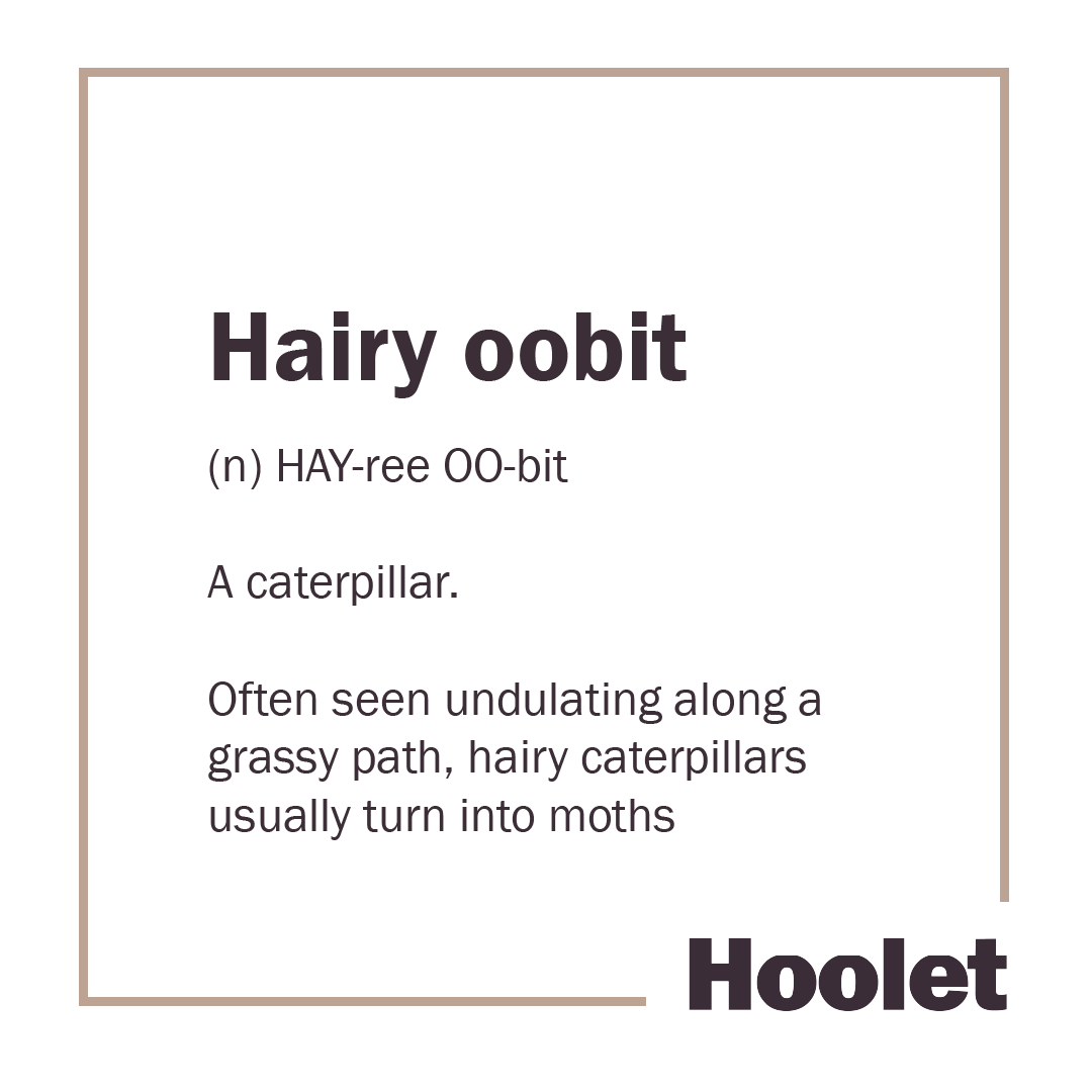 hoolet_hoots's tweet photo. Scots word of the week is hairy oobit, or a caterpillar 🐛

Its wee legs power away underneath, as it heads determinedly in the direction it wants to go.

#ScotsWords #HooletHoots https://t.co/ybMKuVhIiF