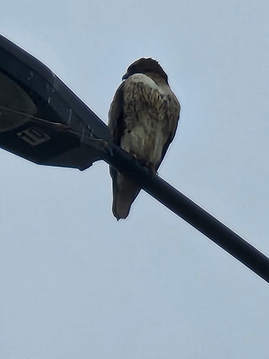ChikyuSei's tweet photo. a little birdie told me you are loved ❤️ you may think not, but secretly there is someone who still loves you❤️🌸🪶 #falcon #bird #beautiful #bluesky #quote #inspirational #InspirationalQuotes https://t.co/XSP8nDQ0mJ
