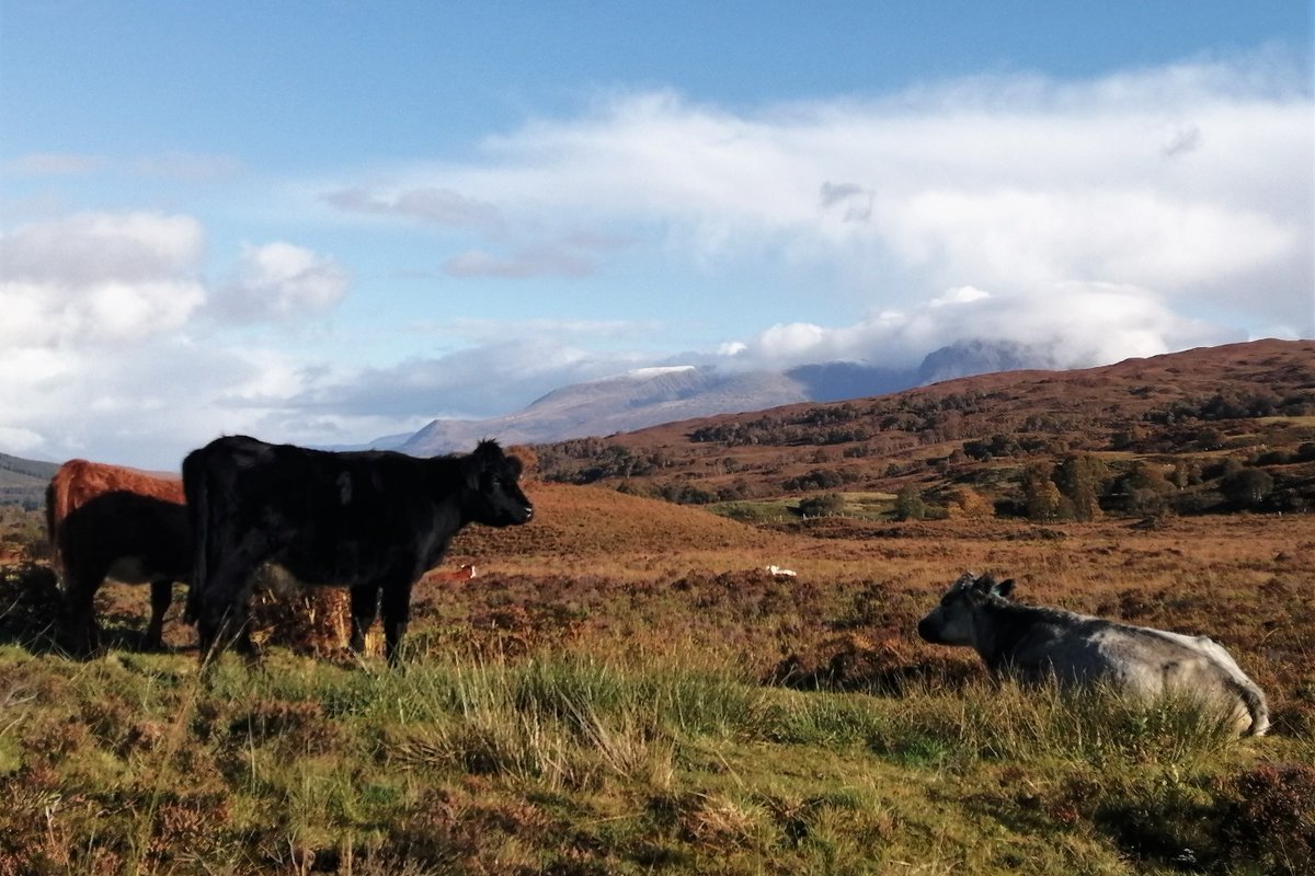 hullsaddler's tweet photo. #vacheslevendredi
Descending off Stob Coire a' Chearcaill with Ben Nevis massif beyond.
#visithighlands https://t.co/YcTl9xH1i7