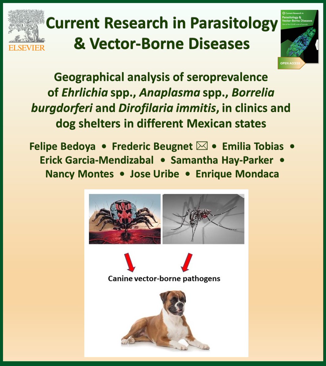 crpvbd's tweet image. New in @CRPVBD
Results of the largest seroprevalence survey in apparently healthy dogs assessing the geographical distribution of four CVBD in Mexico

sciencedirect.com/science/articl…

#Ehrlichia #Anaplasma #Borrelia #Dirofilaria
