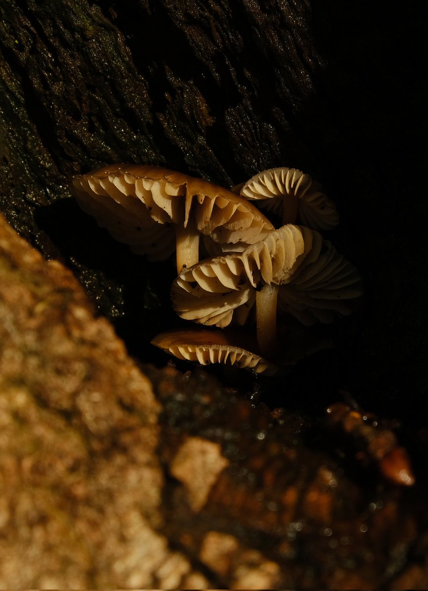 Hiding in a old oak tree #fungiphotography #fungifriday #NaturePhotography