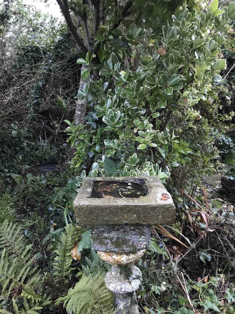 helen21206699's tweet photo. Good morning from my little #cottage #garden #torquay #eunonymous https://t.co/6akBFnhDor