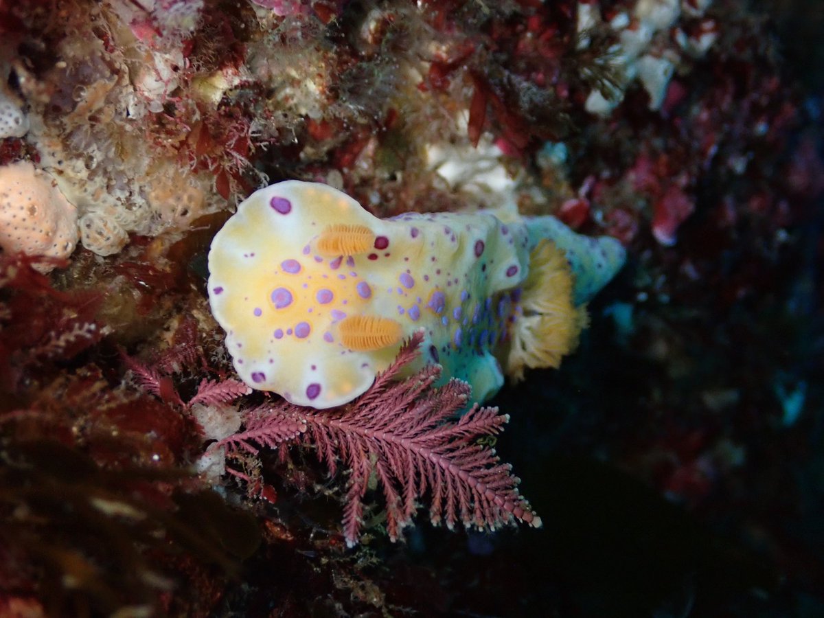 There was a familiar feeling, but with all new players! First dive in Tassie #southernreef