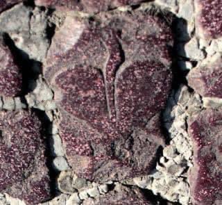 Un cuore inciso su un sampietrino di Piazza San Pietro

Piazza san Pietro è carica di storia, per raccontare le vicende succedute su questi san pietrini ci vorrebbe una vita. C'è però una storia 'recente' che mi piace immaginare sia avvenuta in questa piazza. #visitrome #romeisus