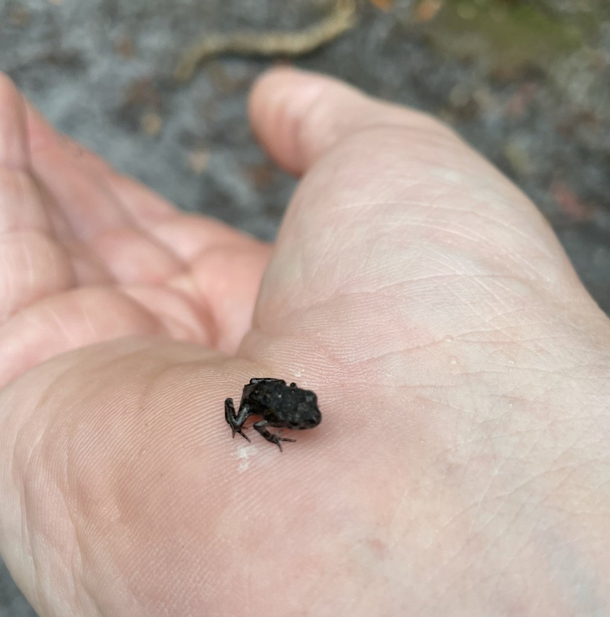 Charles Foster tweet media