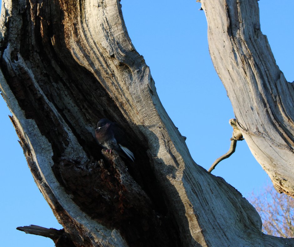 briony_hemmings's tweet photo. I went for a walk next door (#WindsorGreatPark) & ended up following #Pigeons for hours. Found it fascinating how they were perching in camouflage spots that matched their colouring... if this wasn't coincidental. Will have to read up on this! #beginnerbirder #Rockdove #Stockdove https://t.co/4Qr6Ooo77W