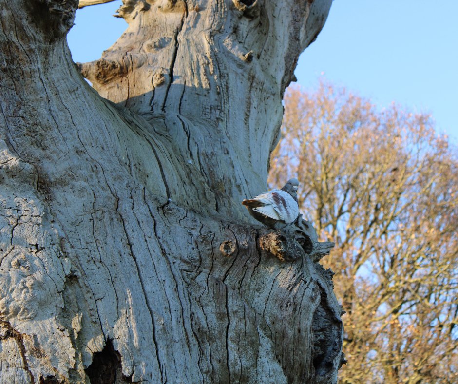 briony_hemmings's tweet photo. I went for a walk next door (#WindsorGreatPark) & ended up following #Pigeons for hours. Found it fascinating how they were perching in camouflage spots that matched their colouring... if this wasn't coincidental. Will have to read up on this! #beginnerbirder #Rockdove #Stockdove https://t.co/4Qr6Ooo77W