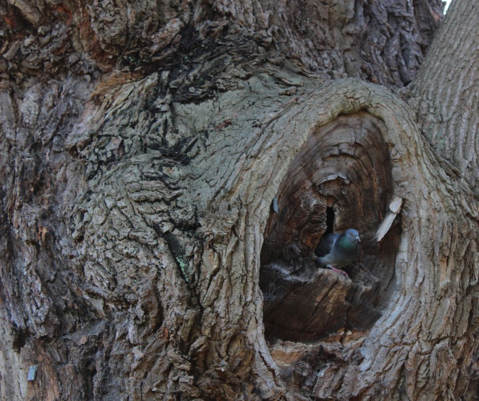 briony_hemmings's tweet photo. I went for a walk next door (#WindsorGreatPark) & ended up following #Pigeons for hours. Found it fascinating how they were perching in camouflage spots that matched their colouring... if this wasn't coincidental. Will have to read up on this! #beginnerbirder #Rockdove #Stockdove https://t.co/4Qr6Ooo77W