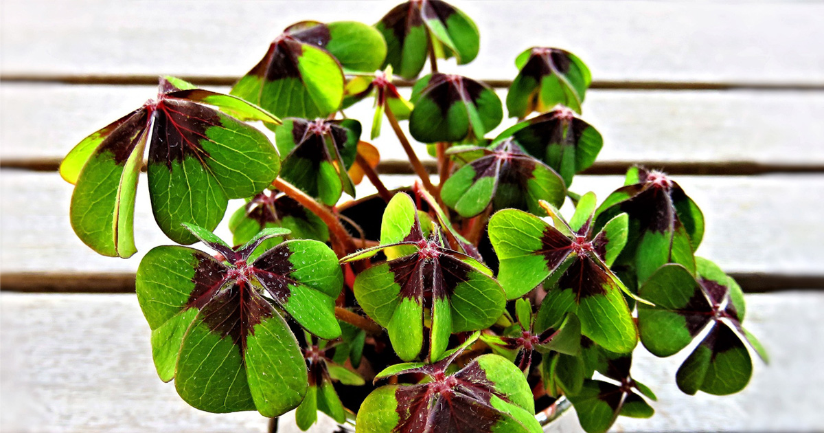 schleys_blumen's tweet photo. Haben Sie zu kürzlich einen #Glücksklee geschenkt bekommen? Wir finden: Er ist zum Wegwerfen viel zu schade. 

https://t.co/iNdX3A70Qq  

#gartentipps #pflanzenüberwintern #nachhaltigkeit #tippsundtricks https://t.co/1XaGY2ivDz