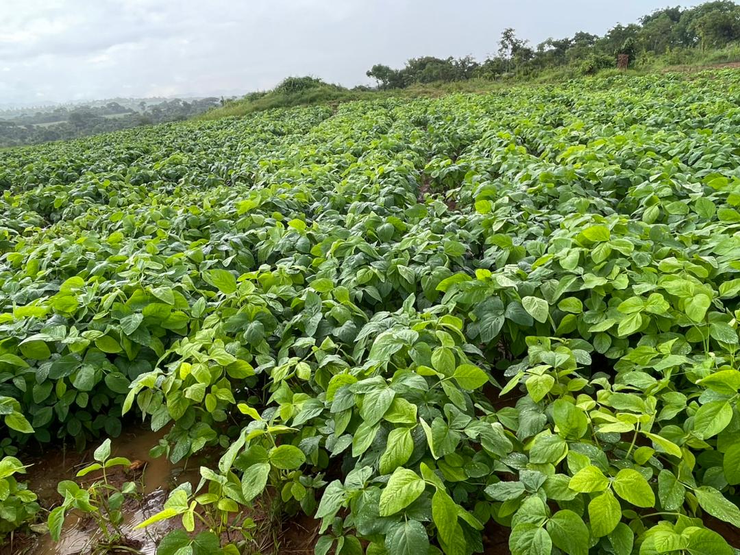 limited_united's tweet photo. The soya bean revolution is sweeping across the country. These are the sights from Centenary, Mashonaland Central were @mich_gwatimba has 20h of soya beans in partnership with our SOBOA initiative. 

#SOBOAZIM 
@BusisaMoyo 
@SeedCoZimbabwe 
@CBZHoldings https://t.co/884iD6lb5O