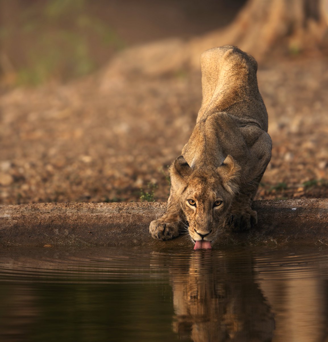 Wohoo. 🥳 🎉 
“Reflections” came in top 200 out of 7000 photos in annual 35awards competition.

This also happened to be my genesis edition drop.

Link to manifold below. 👇🏼