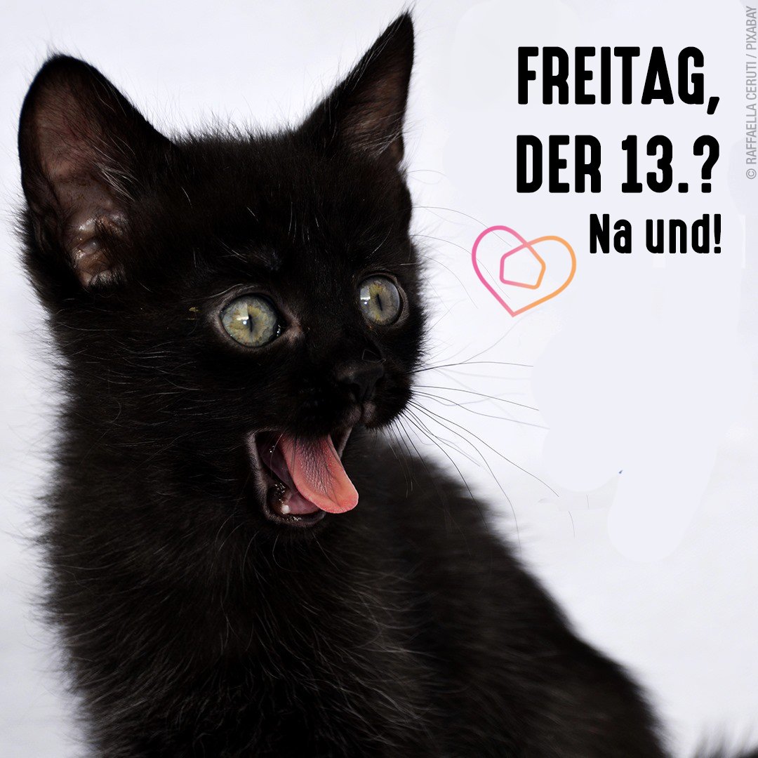tierschutz_bund's tweet photo. 📅 Heute ist Freitag der 13. 

🐈‍⬛Schwarze #Katzen gelten noch immer als #Unglücksbringer. Und das nicht nur heute. 😢 Oft bleiben sie deshalb länger im #Tierheim und haben es schwerer, vermittelt zu werden.

🖤 Schluss mit dem #Aberglauben! #AdoptBlack

👉 https://t.co/B1FlhXVukM https://t.co/lLIZrwOwDw