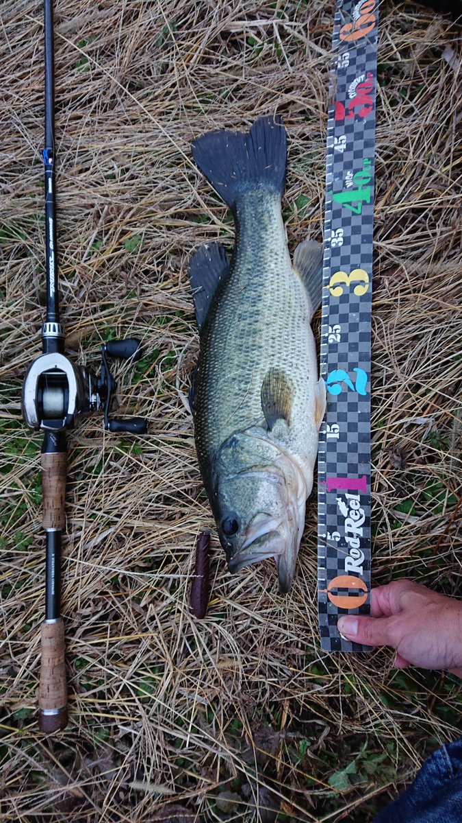ay10310908's tweet photo. 雨が降りだすタイミングで
今日は少し細いの🐟️
カバスキャばっかり🤣

#琵琶湖 #北湖東岸
#NL_EASTBANK
#deps #coverscat https://t.co/bTlNtLdBeh
