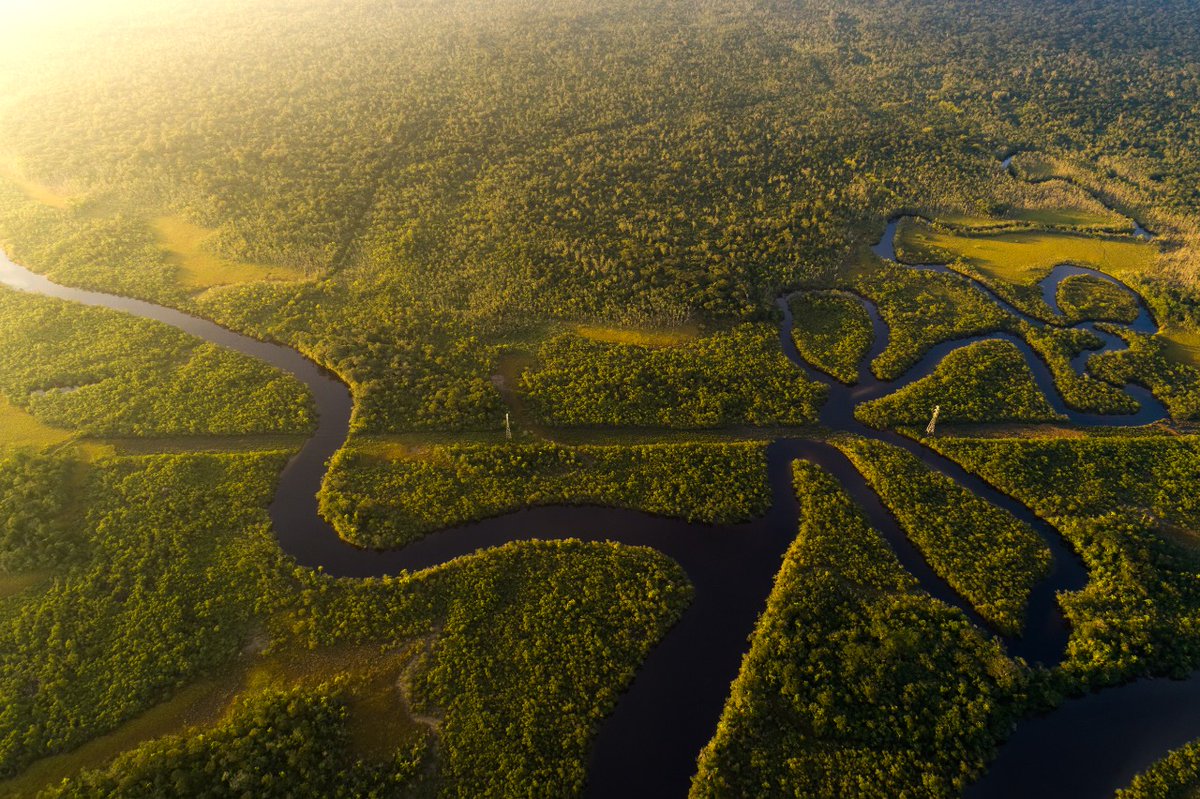 InfoGrasshopper's tweet photo. Did you know? The #Amazonrainforests have existed for about 55 million years. Humans first stepped here about 11,200 years ago. 1 out of 10 species found in the world are found in this forest and 20% of the world's oxygen is produced in #Amazon #rainforest.
#grasshoppermagazine https://t.co/ZQyqQjWQ30