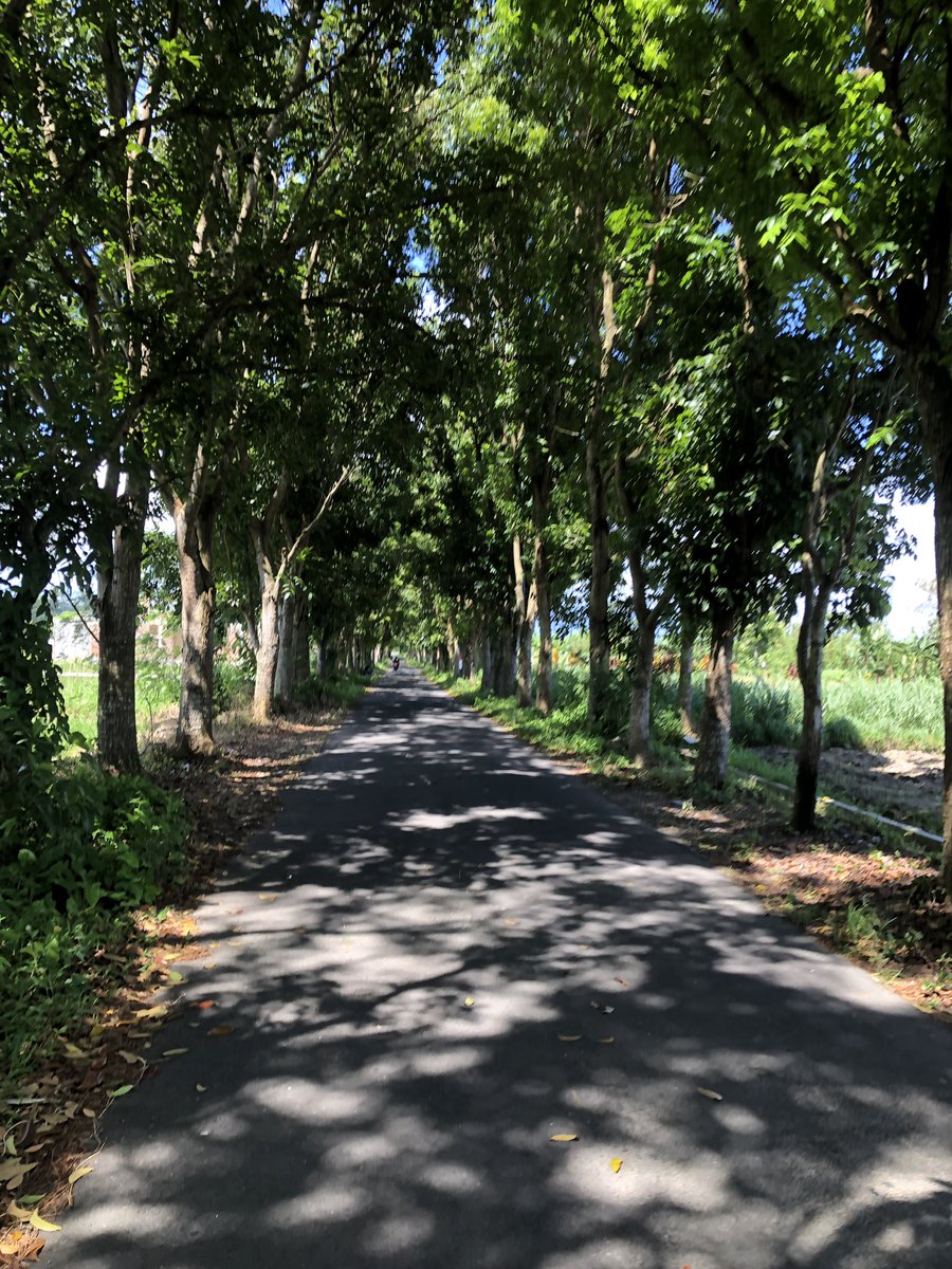rizalLucifer's tweet photo. Lapor min pohon di area sawah jalan tembus dusun toragan - tegal sari atau dgmaps “GOATFARM” sudah mulai tinggi yg kalo kena angin berbahaya karena disitu juga ada kabel telfon . Juga sudah ngayomi area sawah @kabarsleman https://t.co/mP7tXBj3g4