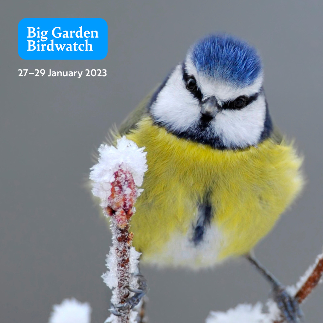 Dont forget ~Big Garden Birdwatch this weekend everyone 