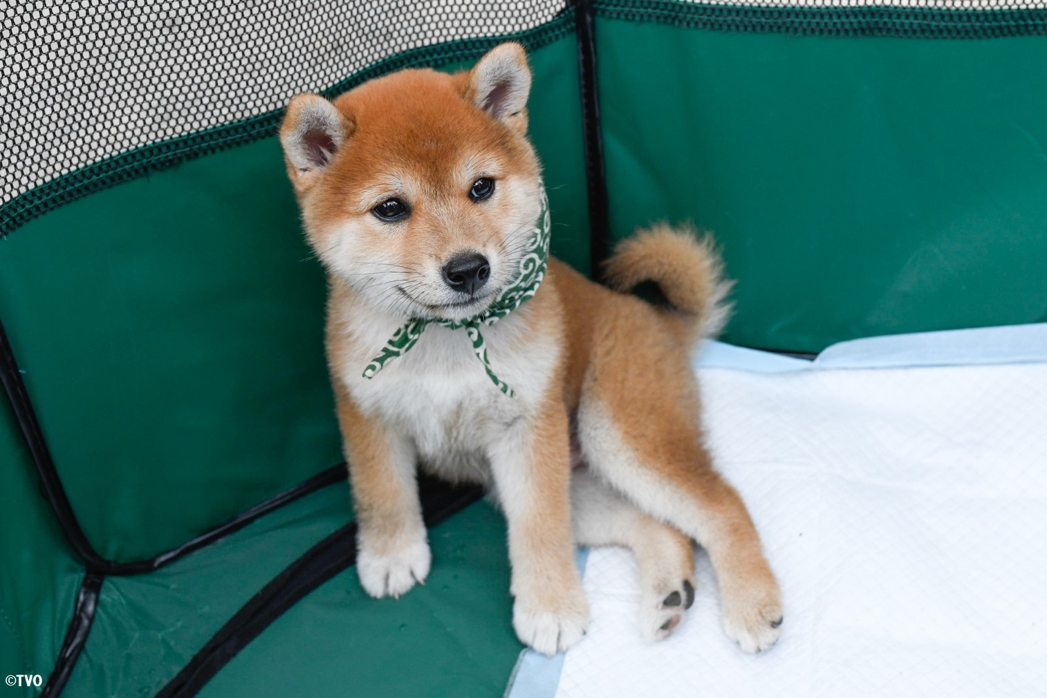 マメ助様 専用です。 www.cetraslp.gob.mx