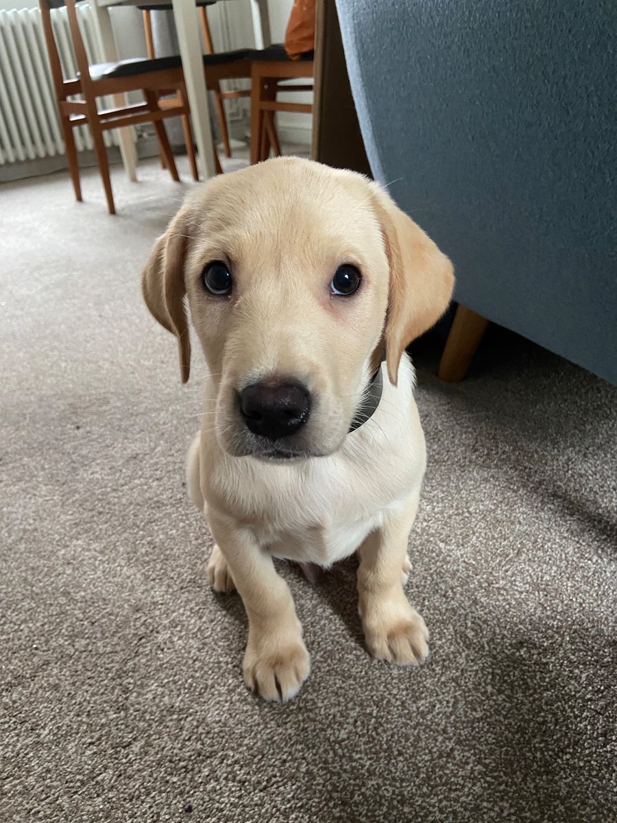 martiskainen's tweet photo. Say hi to Goose. When he grows up he will be an assistance dog for my autistic teenager. But for now it’s cuteness overload, play, lots of naps and cuddles. #academicswithdogs #academicdogs #newpuppy https://t.co/FrpbynSGYO