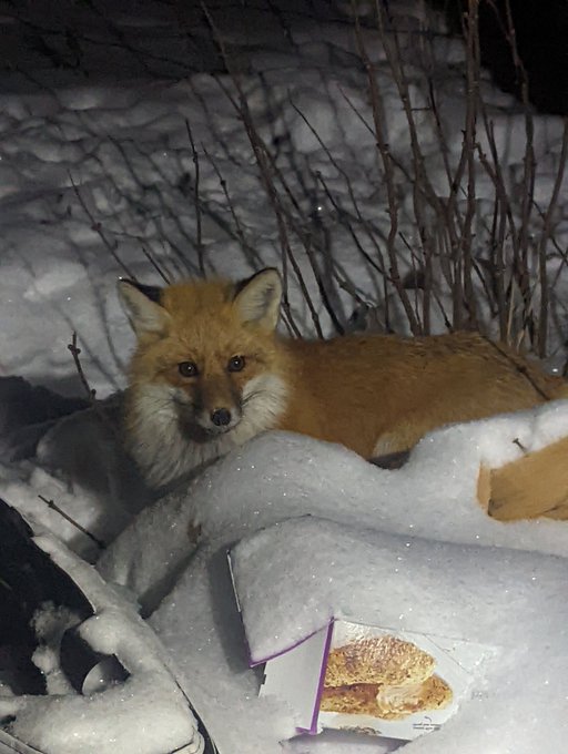 TW Pornstars - Charlie Cruise. Pictures and videos from Twitter. Page 2