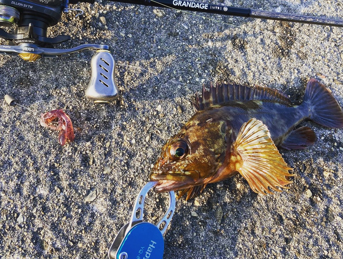 wocadaaa's tweet photo. デイロックフィッシュ🐟
#apia #grandagelite C76
#daiwa #zillionsvtw
#xbraid
#baitbreath #rushcrow
#gamakatsu #theorize
#釣り #ルアー #ロックフィッシュ #ライトロック #根魚 #アピア #グランデージライト #ダイワ #ジリオンsvtw #リブレ #ベイトブレス #ラッシュクロー #ハピソン #hapyson https://t.co/i4a3Hjbedn