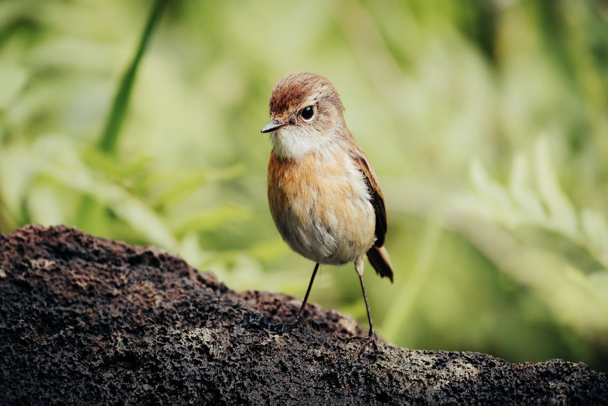 ReunionTourisme's tweet photo. 🐦Un joli petit Tec-Tec sur sa roche basaltique.🐦 

📸Clarisse De Thoisy 

#lareunion #reuniontourisme #ileintense #gotoreunion https://t.co/XbGyLCI7I8