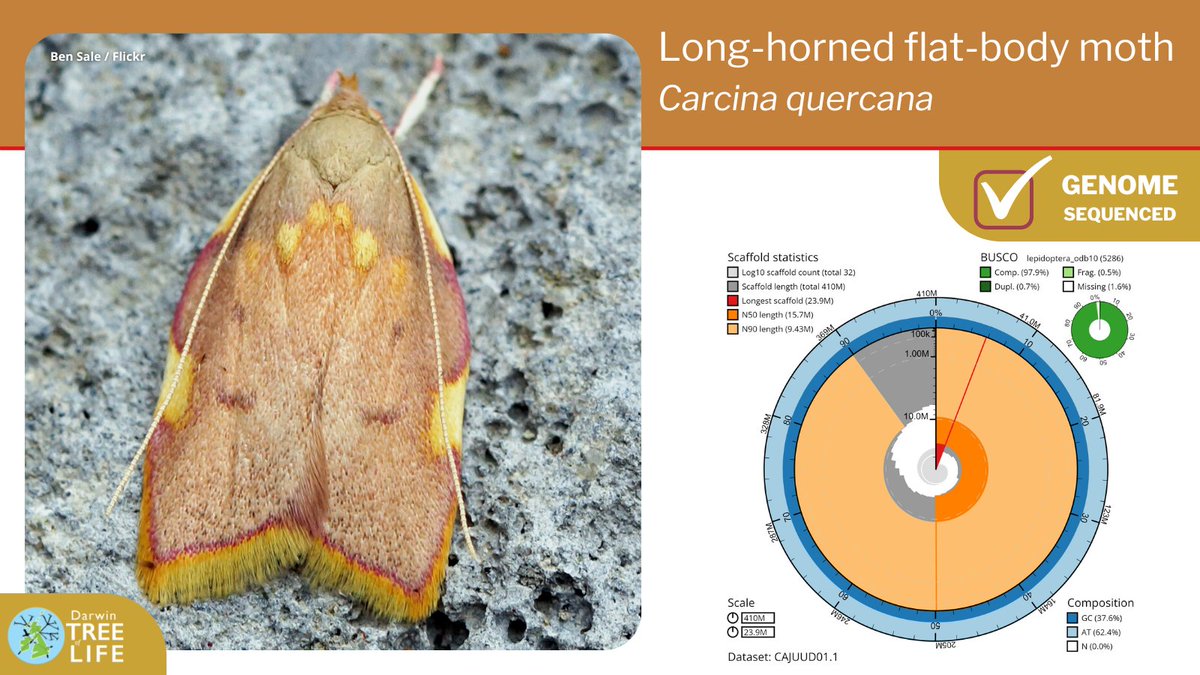Our latest #DarwinTreeOfLife #GenomeNote: the long-horned flat-body 🦋 (Carcina quercana) Huge thanks to @diarsia @GenomeWytham @OxfordBiology @NHM_Science @SangerToL & all who helped generate this #genome🧬 📑 Read how we did it @WellcomeOpenRes: wellcomeopenresearch.org/articles/8-16
