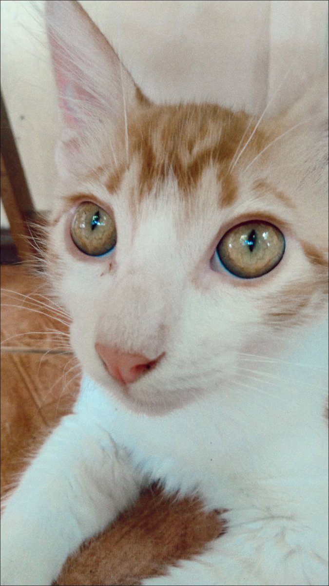 Quem olha pra essa criatura e tem coragem de envenenar????? 
Nenucho é forte e vai ficar bem🙏🏼🥺