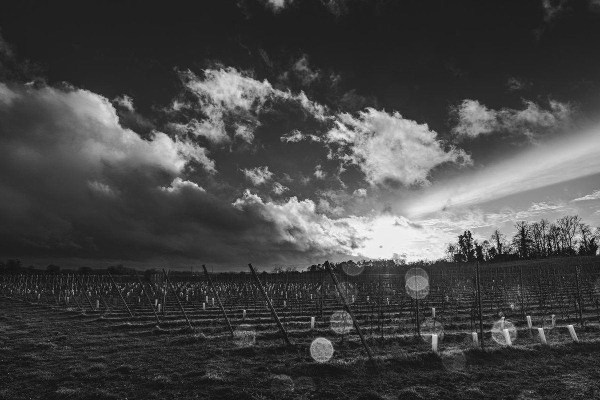 Beautiful photo of the vineyard snapped by @sibuckphoto #tranquility #workwithnature #englishwine