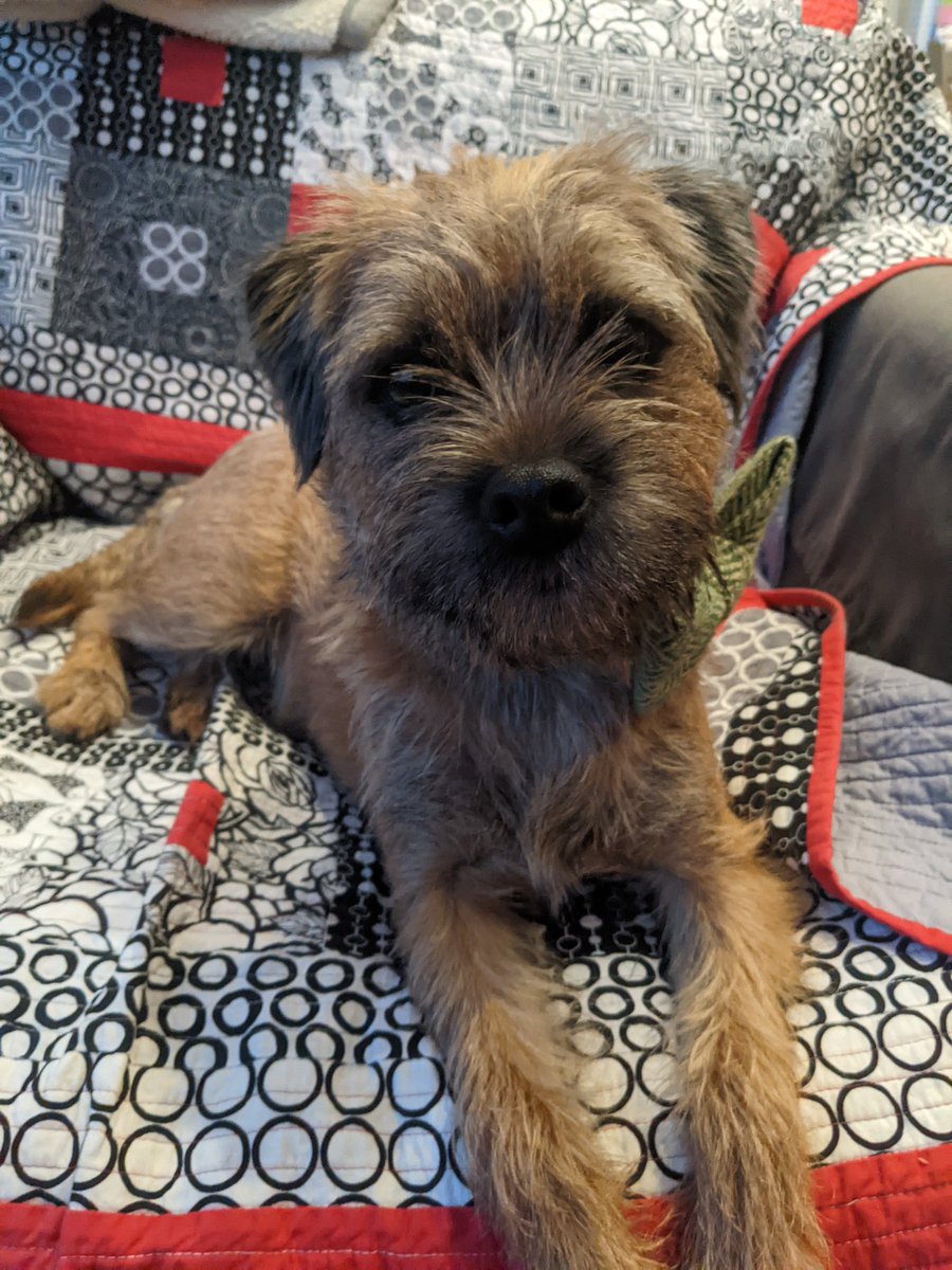 FHBryden's tweet photo. @Crufts This is our Luna. We got her in 2021 so feel we set the path for it to become popular 😊 https://t.co/68gPriGKQY
