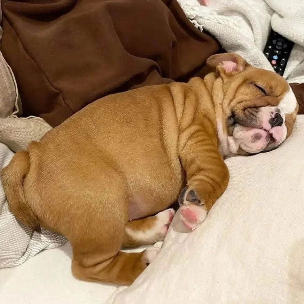 touchofneem's tweet photo. Goodmorning from the our side…Happy New Year ❤️ #dogstagram #instadog  #puppylove #doglover #petstagram #dogoftheday #puppiesofinstagram #ilovemydog #adoptdontshop #puppies #doglovers #doglife #Rescuedogs #Petlife #olddogs #dogsobedience #Twitterdogs #USAdogs #Americandogs https://t.co/mjqWizbfe2