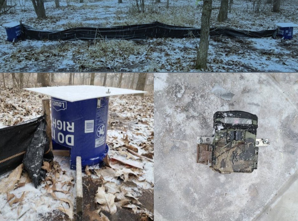 Is this the future of small mammal surveys? "AHDriFT system surveys provided 1.5–5 times more observations per dollar spent and required 90% less time in the field than Sherman trap surveys" #Mammalogy  meridian.allenpress.com/jfwm/article/d…