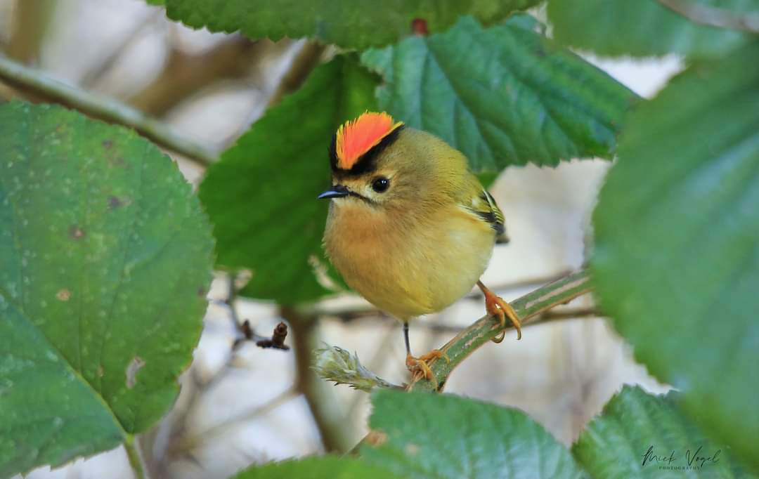 @SiKImagery Europe's smallest bird The Goldcrest.. #FridayFreeForAll