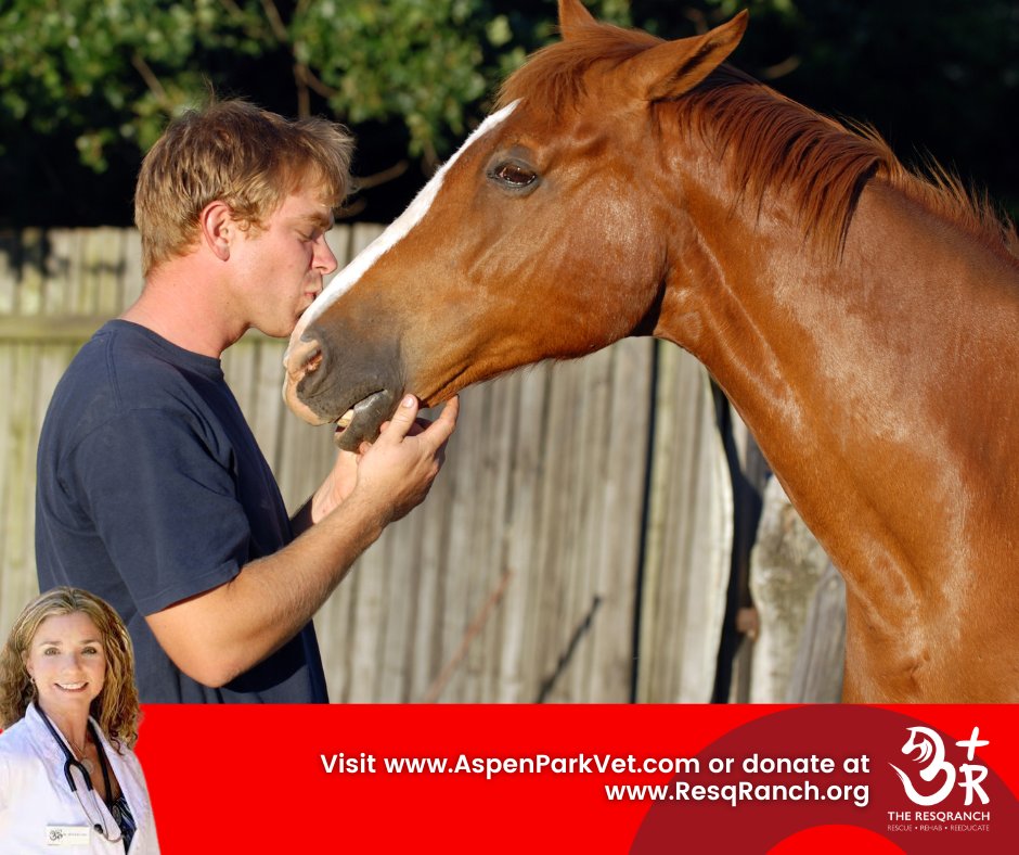Donate to Resqranch, a local horse rescue in Conifer, CO. Aspen Park Vet Hospital runs our racing horse rescue to help retired racehorses live long lives. Join us today to improve an animal's life.
Visit https://t.co/zm9I9Gw64E https://t.co/lDFuwfyWSN
