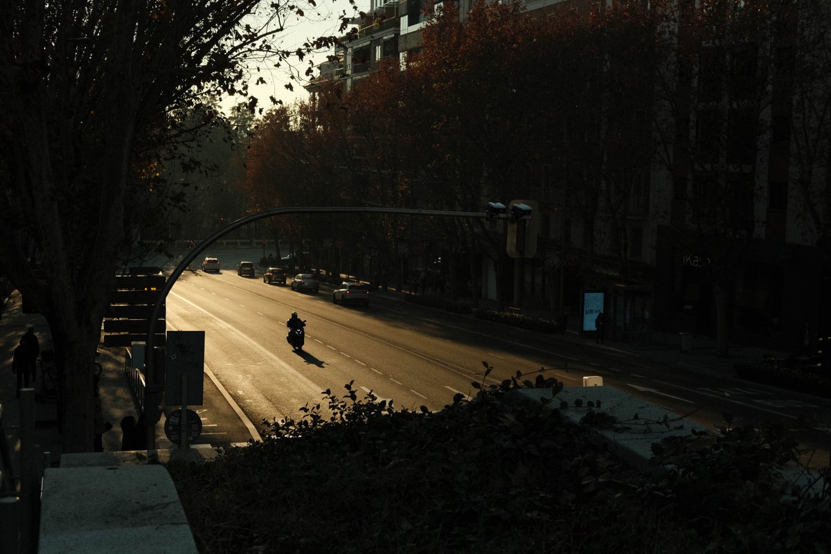 Moski, una pizza. 🐻🌳 tweet media