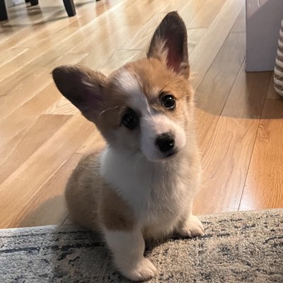 Candi_Corgi's tweet photo. #NewProfilePic https://t.co/Adklt4cGDS
