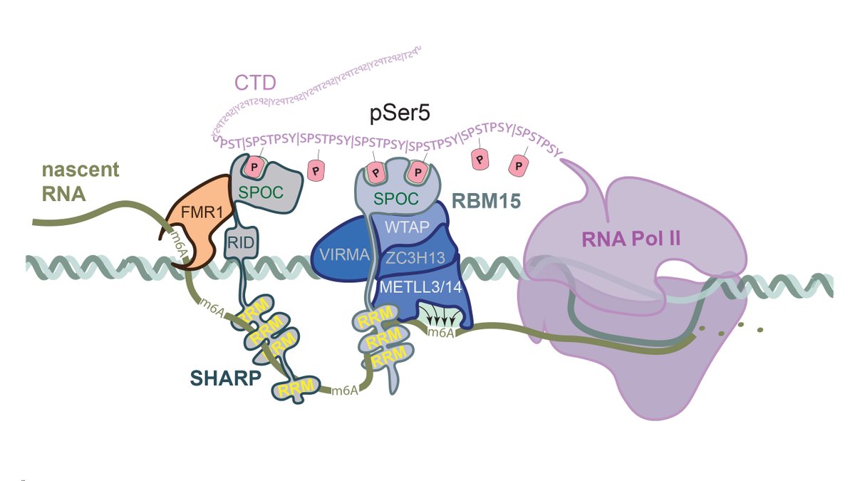 Max Perutz Labs Vienna (@maxperutzlabs) on Twitter photo New in <a href="/NatureComms/">Nature Communications</a> by the Slade lab <a href="/SPOC_enterprise/">SPOC enterprise</a>! Studying proteins containing the SPOC domain, the team shows that it bridges the transcription machinery with co-and post-transcriptional regulators. Story: tinyurl.com/4b3kkpke Paper: rdcu.be/c3mDb
<a href="/MedUni_Wien/">MedUni Wien</a> New in <a href="/NatureComms/">Nature Communications</a> by the Slade lab <a href="/SPOC_enterprise/">SPOC enterprise</a>! Studying proteins containing the SPOC domain, the team shows that it bridges the transcription machinery with co-and post-transcriptional regulators. Story: tinyurl.com/4b3kkpke Paper: rdcu.be/c3mDb
<a href="/MedUni_Wien/">MedUni Wien</a>
