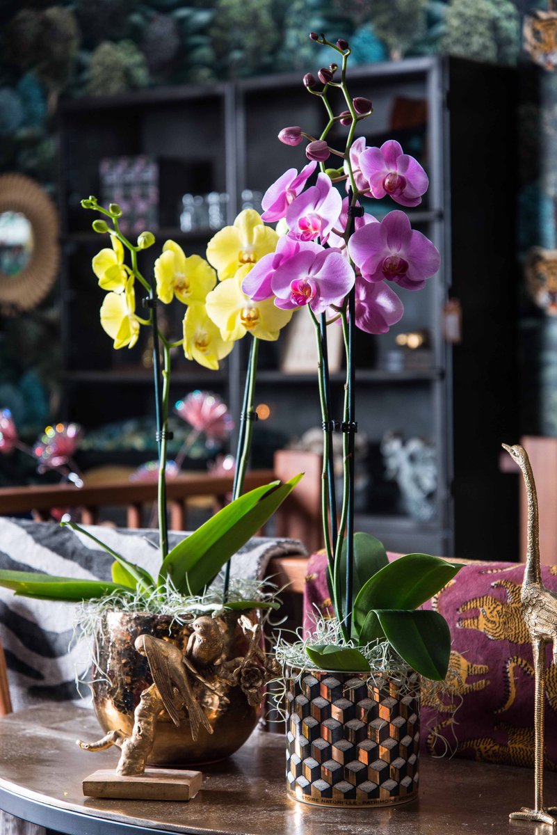 COLOUR YOUR LIFE 🌈 Vrijdag de 13de? Haal kleur in je huis met een orchidee, en creëer iedere dag een geluksmomentje. Het hebben van kleur in je interieur is bewezen van invloed op je geluk. Wist je dat je met onze orchidee geniet van 3 maanden bloei? #langerversdaneenbosbloemen