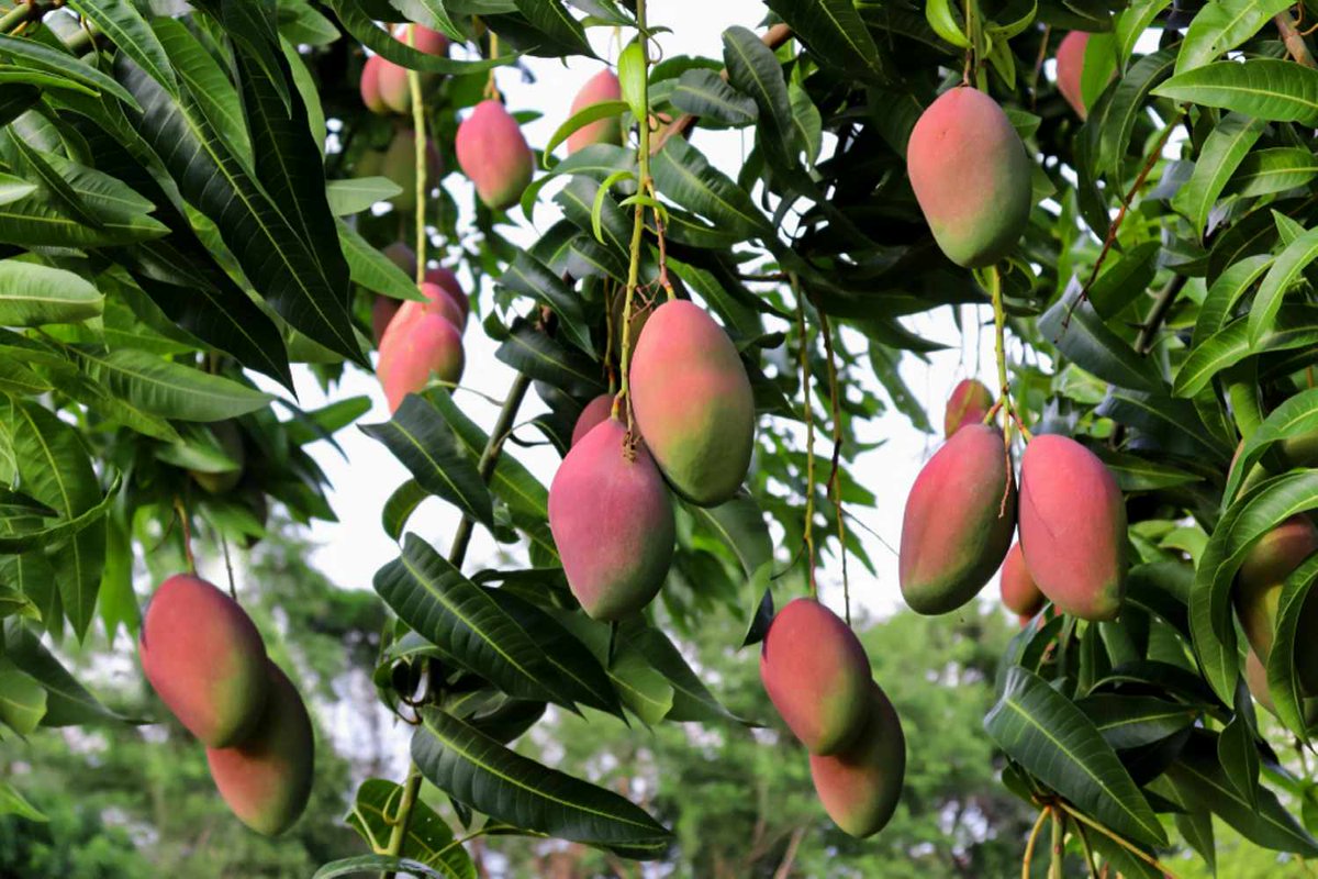 PlantOGram's tweet photo. Mango Varieties have arrived just in time for Spring!

https://t.co/GMNjnh60BO https://t.co/GY9Kzer8qU