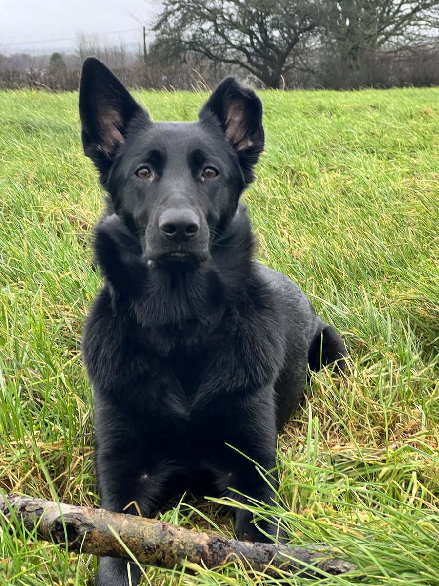 3466Maggie's tweet photo. Harper 🥰just in a field relaxing #gsd #gsdpup #gsdtiktok #gsdinstagram #germanshepherd #germanshepherdtiktok #germanshepherdinstagram #blackgermanshepherd #blackgermanshepherdinstagram #blackgermanshepherdtiktok #gsdowner https://t.co/w5LktubzHz