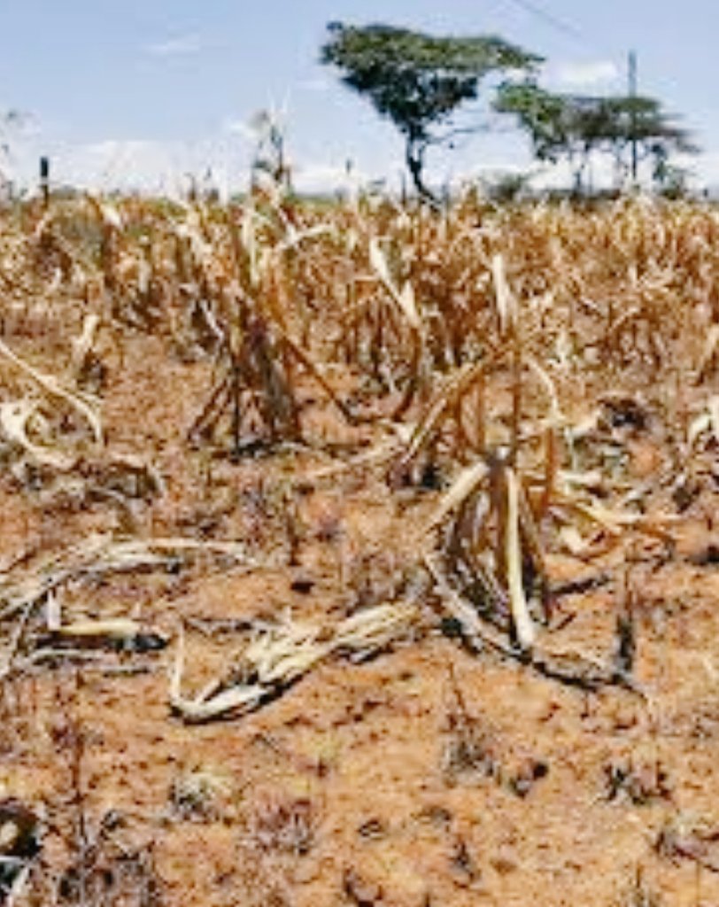 mithika_mwenda's tweet photo. Climate change is a planetary crunch, extensively acknowledged as a stressor that demoralizes sustainable development &amp; th resilience of ecosystems and societies.we all have a shared obligation to address the vice. 
 https://t.co/XCIAuHTrPC 
#PACJA 
#KPCG https://t.co/p2PBNeuosX
