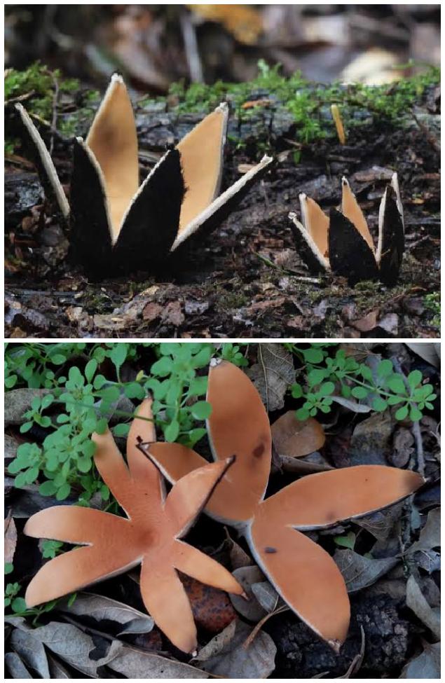 pussyswallower's tweet photo. i still wish i could be a mushroom but like a cool forest one or y'know like the cave ones that GLOW. idk i think it'd be cool for a while https://t.co/p6pmjruIKR