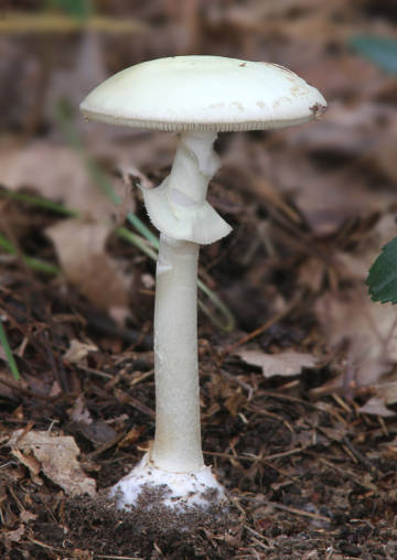 pussyswallower's tweet photo. i still wish i could be a mushroom but like a cool forest one or y'know like the cave ones that GLOW. idk i think it'd be cool for a while https://t.co/p6pmjruIKR
