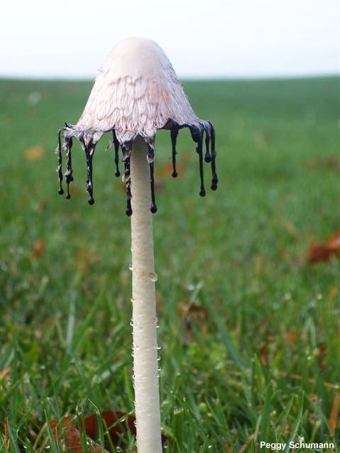 pussyswallower's tweet photo. i still wish i could be a mushroom but like a cool forest one or y'know like the cave ones that GLOW. idk i think it'd be cool for a while https://t.co/p6pmjruIKR