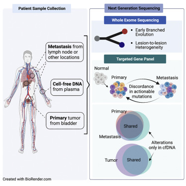 drenriquegrande's tweet photo. ⚡️ Genomic heterogeneity as a barrier to precision oncology in urothelial cancer 

#bladdercancer @CellReports 

https://t.co/pQLUv6RSOW https://t.co/rA1LcFOAft