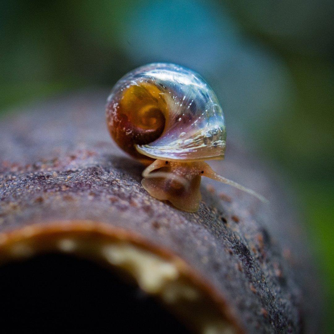 PFKmagazine's tweet image. Ramshorn Snail - Friend or food?
#pfk #practicalfishkeeping #ramshornsnail